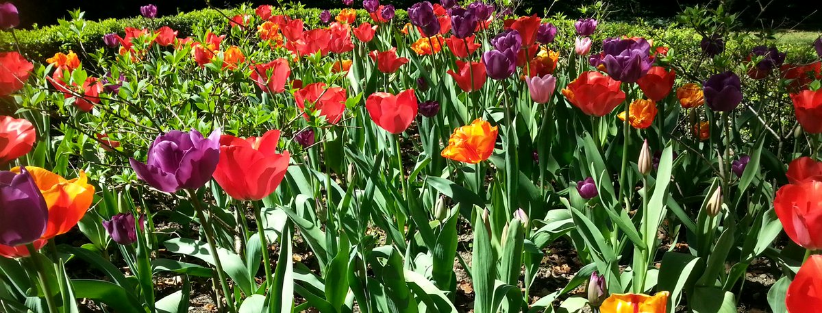 Wahou! #fleurs #jardin #soleil #museehebert #isèreculture #grenoble #vacances