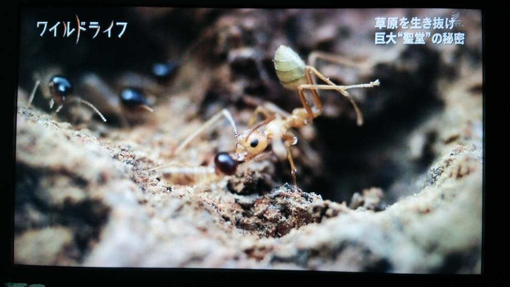 Lycee リセ セイドウシロアリvs ツムギアリ 自分の倍の大きさの敵に対抗する武器は 兵隊アリ が頭の突起物から出すテルペンと言う白い粘着力のある液体 兵隊アリが戦っている間に 働きアリが巣の補修をする Http T Co 8ji8fnl4uf Twitter