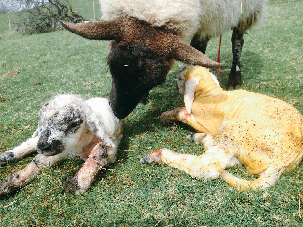 herdyshepherd1's tweet photo. Born while I was rambling on the radio to lots of nice Scottish folk http://t.co/SjOgeYsBOb