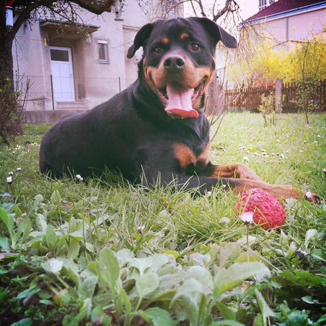 dernordtmann's tweet photo. Feierabend! #dogs http://t.co/53SizrGy1Y
