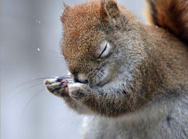 MattJAleksa's tweet photo. Mt "@CanGeo:PhotoOfTheWeek "please let it be spring...it's snowing" member Isabelle M http://t.co/5sGxiS5evx http://t.co/CxMb79YZe3" #nrt255