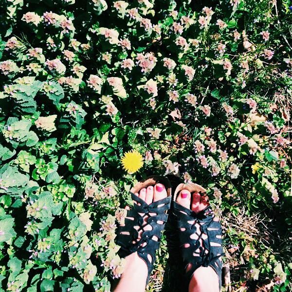 IYNaturalFoods's tweet photo. Fun fact: the creeping Charlie weed is the only thing honey bees can eat in early spring! #garden http://t.co/J9OY4SQhmC