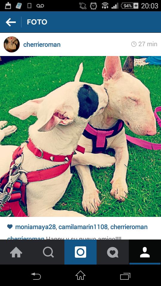 cherrielauri's tweet photo. Los hermosos!!! http://t.co/OhvsaEv53U