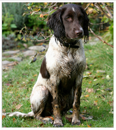 petangopets's tweet photo. The warmer temps bring muddy paw season! Be prepared with these tips http://t.co/OYp2cFVocu http://t.co/Gcc5AcYbQP