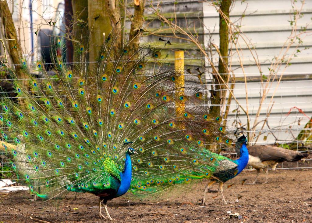 featheruk tweet picture