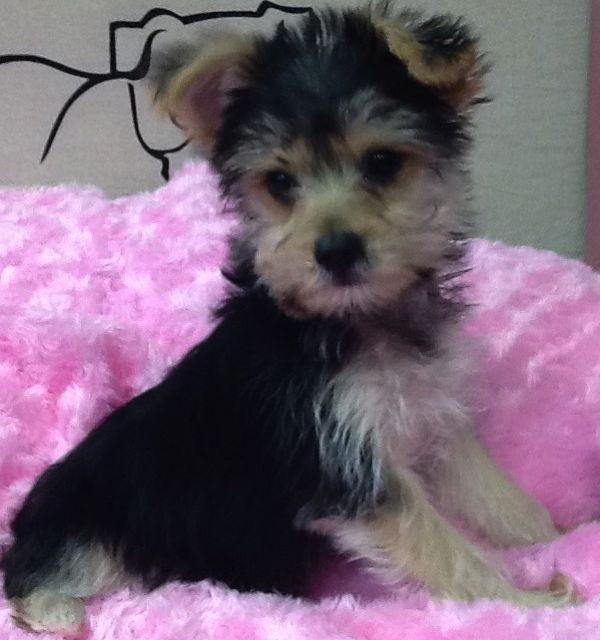 Vanity Pups Boutique (VanityPups) Twitter