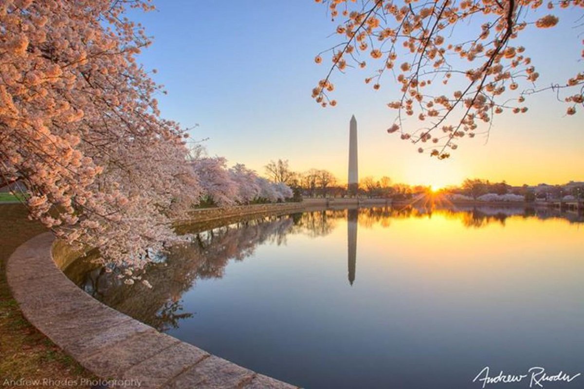 capitalweather's tweet photo. Awesome cherry blossom photo from Andrew Rhodes. Link to reader collection: http://t.co/R5WijiSrHv http://t.co/aqTN9lxzS4