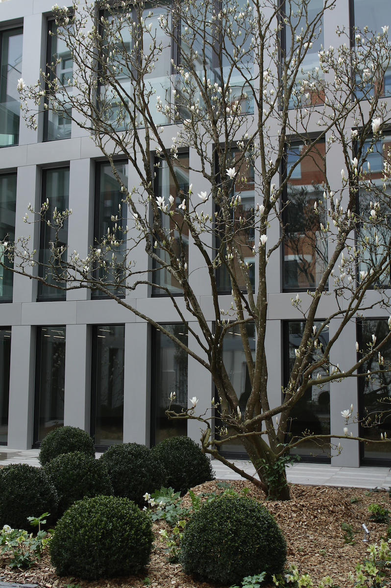 NIEZSTUDIO's tweet photo. Floraison du #Magnolia #Bingen Paris
#Paysagiste #Philippe Niez-Architecte #Hardel et Le Bihan
http://t.co/SatPaMzNBf http://t.co/KOsFFC3L4F