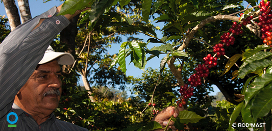 ConservationOrg's tweet image. Did you know your choice of #coffee can have a positive impact? ci-intl.org/1CPhj70 #NatureIsSpeaking #socialgood
