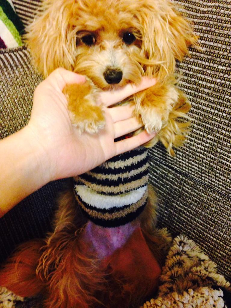 a_yu_ming's tweet photo. うちのわんこが避妊手術して帰ってきた。エリザベスカーラーかわいそうだから靴下をリメイクしてお腹なめないよーにしてみました http://t.co/EKJWWSJAtz