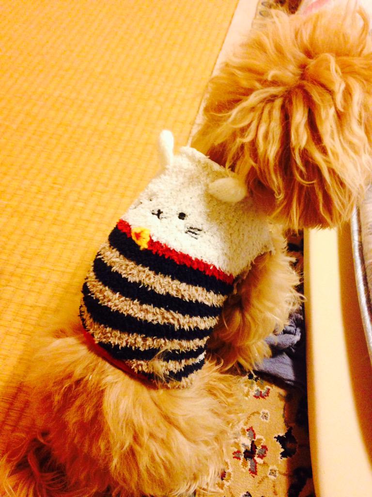 a_yu_ming's tweet photo. うちのわんこが避妊手術して帰ってきた。エリザベスカーラーかわいそうだから靴下をリメイクしてお腹なめないよーにしてみました http://t.co/EKJWWSJAtz