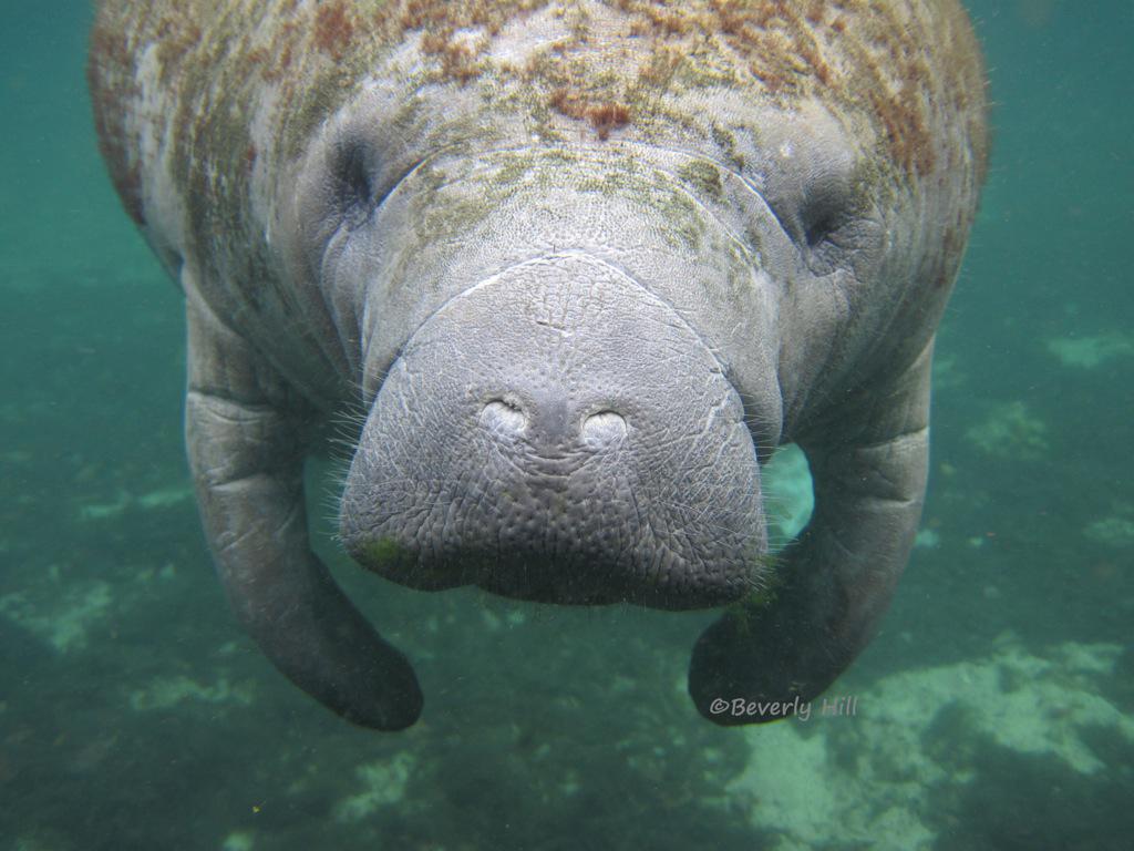 WManatee's tweet photo. This is how the manatee do! http://t.co/ZdkIIrXHO7
