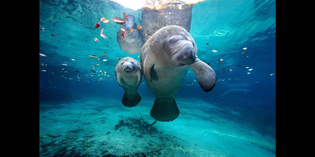 WManatee's tweet photo. This is how the manatee do! http://t.co/ZdkIIrXHO7
