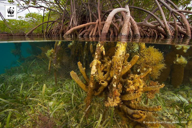 Yayasan WWF Indonesia tweet media