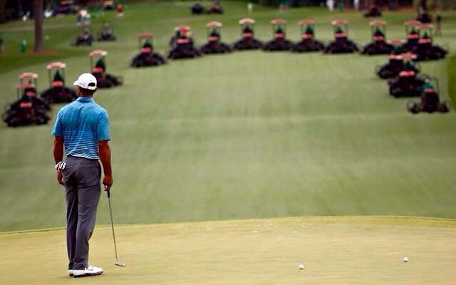 Tiger watching the Toro's