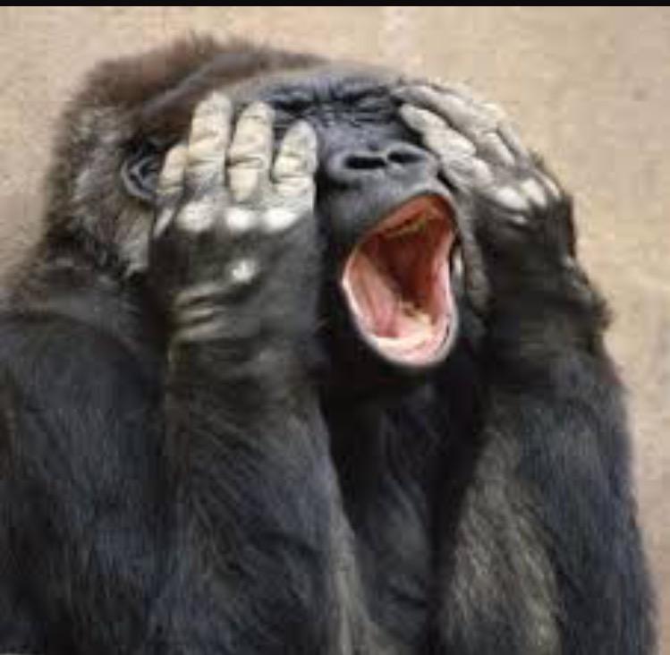 animalsreaction's tweet photo. when your alarm goes off on Monday http://t.co/i8TKWFBOyH
