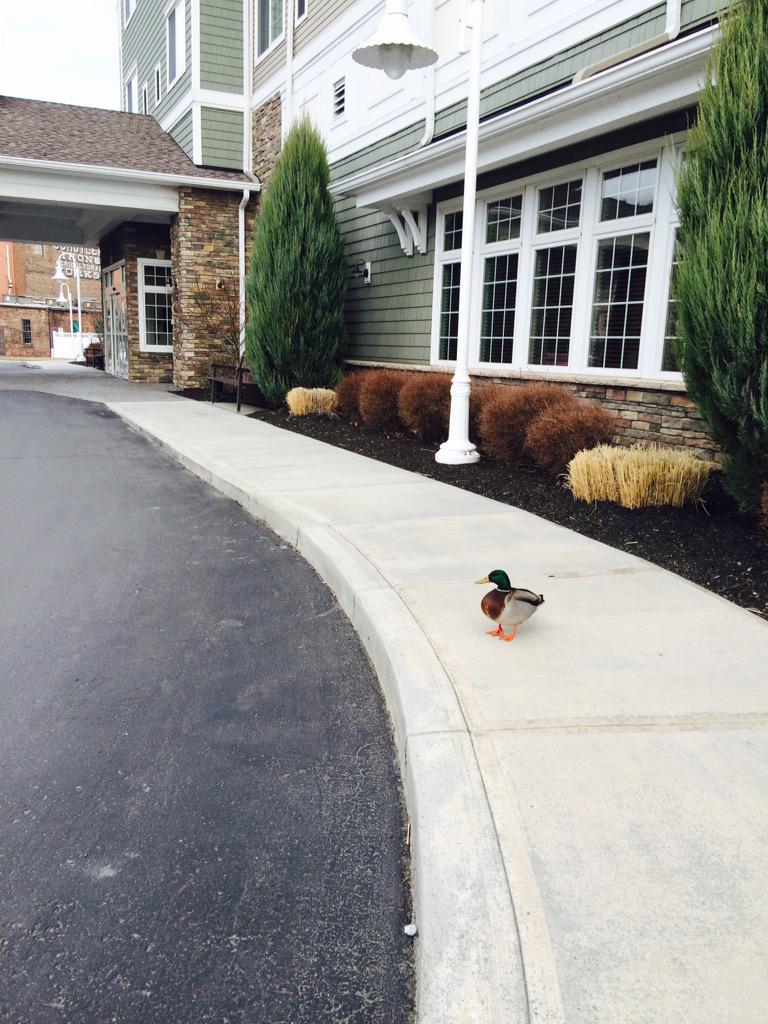 wggal's tweet photo. #spring is definitely here @wgharborhotel #returnoftheducks http://t.co/WaLvfQV8H6