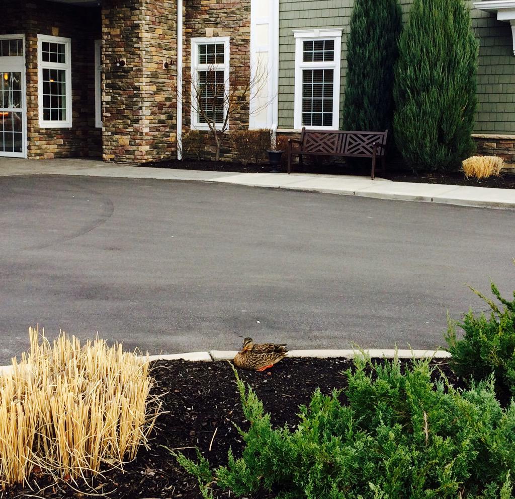 wggal's tweet photo. #spring is definitely here @wgharborhotel #returnoftheducks http://t.co/WaLvfQV8H6
