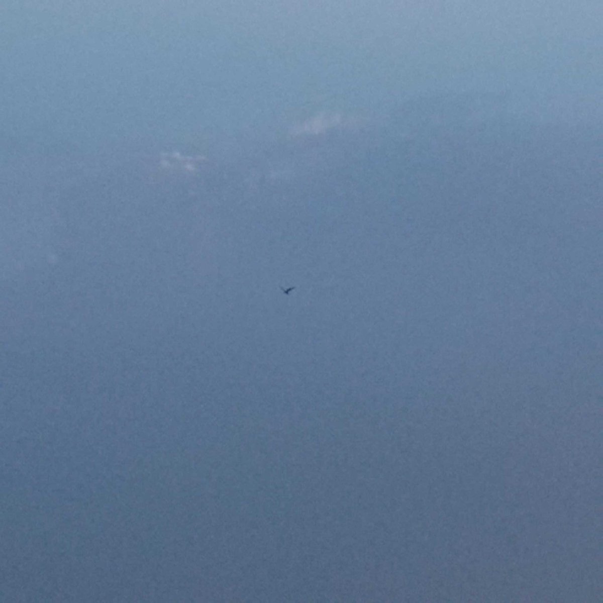 BeingSalmanKhan's tweet photo. Iss flying parindey k feathers gin k batao toh maanu. http://t.co/0xi0pWiBgs