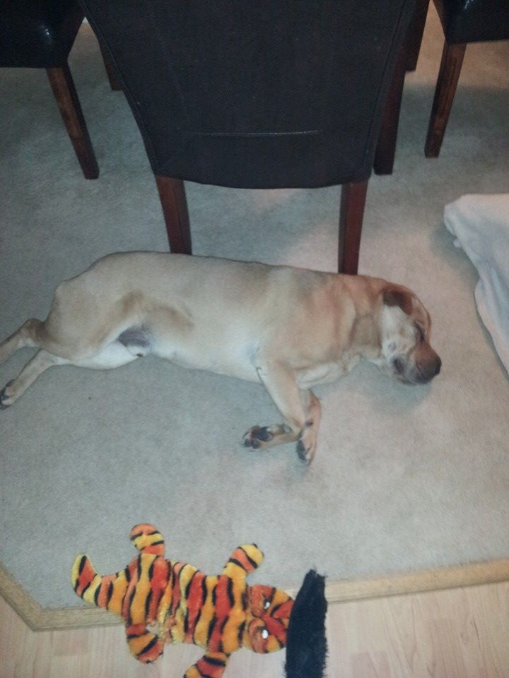 MannySharpei's tweet photo. What a great w/e! Perfect squirrel chasing weather.  I did that most of yesterday.  Was exhausting!! #IHATESQUIRRELS http://t.co/kBMR3SFkLP