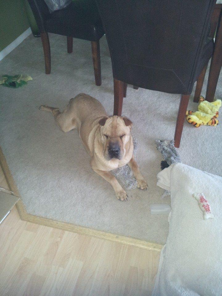 MannySharpei's tweet photo. What a great w/e! Perfect squirrel chasing weather.  I did that most of yesterday.  Was exhausting!! #IHATESQUIRRELS http://t.co/kBMR3SFkLP