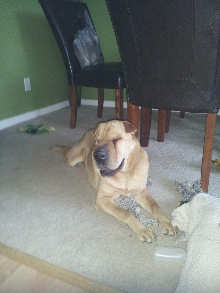 MannySharpei's tweet photo. What a great w/e! Perfect squirrel chasing weather.  I did that most of yesterday.  Was exhausting!! #IHATESQUIRRELS http://t.co/kBMR3SFkLP