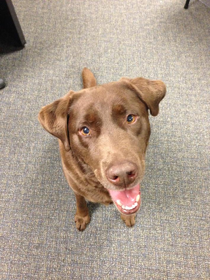 TuckahoePolice's tweet photo. #Lost and I want to go home!Do you know where I live?#Call Tuckahoe PD 914-961-4800 http://t.co/Id8DmlsidY