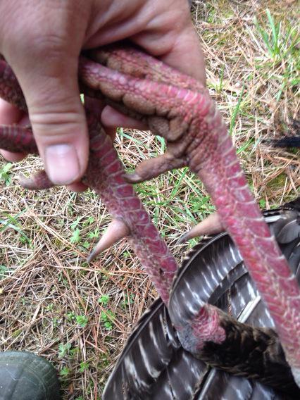 HalGarner's tweet image. Good spurs.