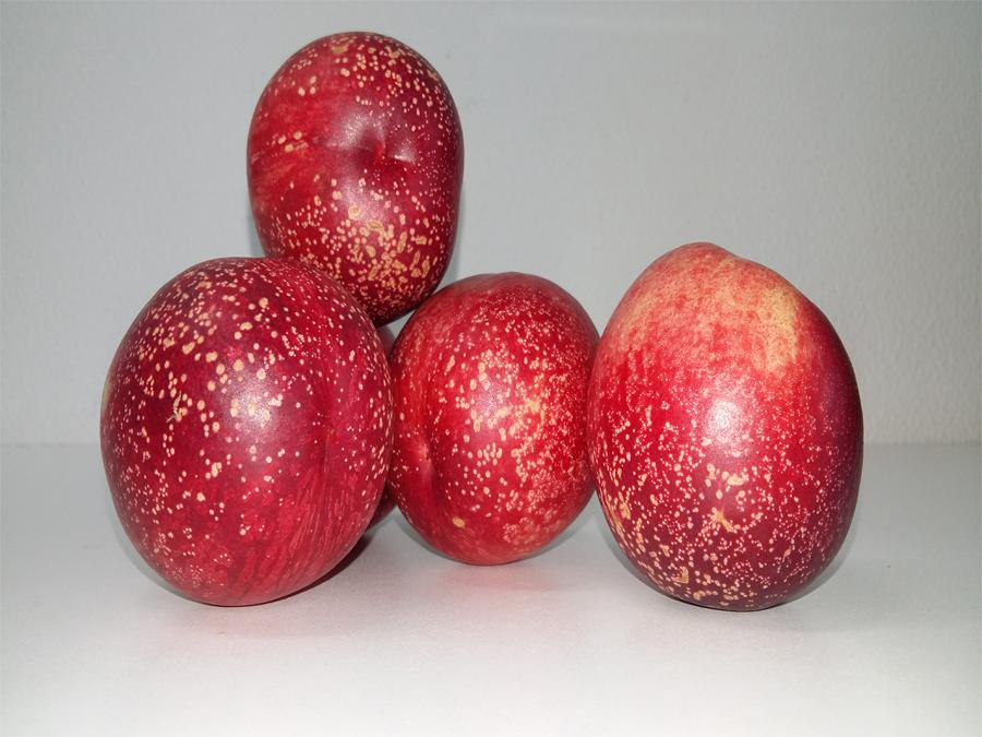TCFruits's tweet photo. Por fin han llegado las primeras nectarinas blancas de la temporada!!!
Llámanos al 902.006.975 para conseguirlas! http://t.co/0iwUeG3WZ2