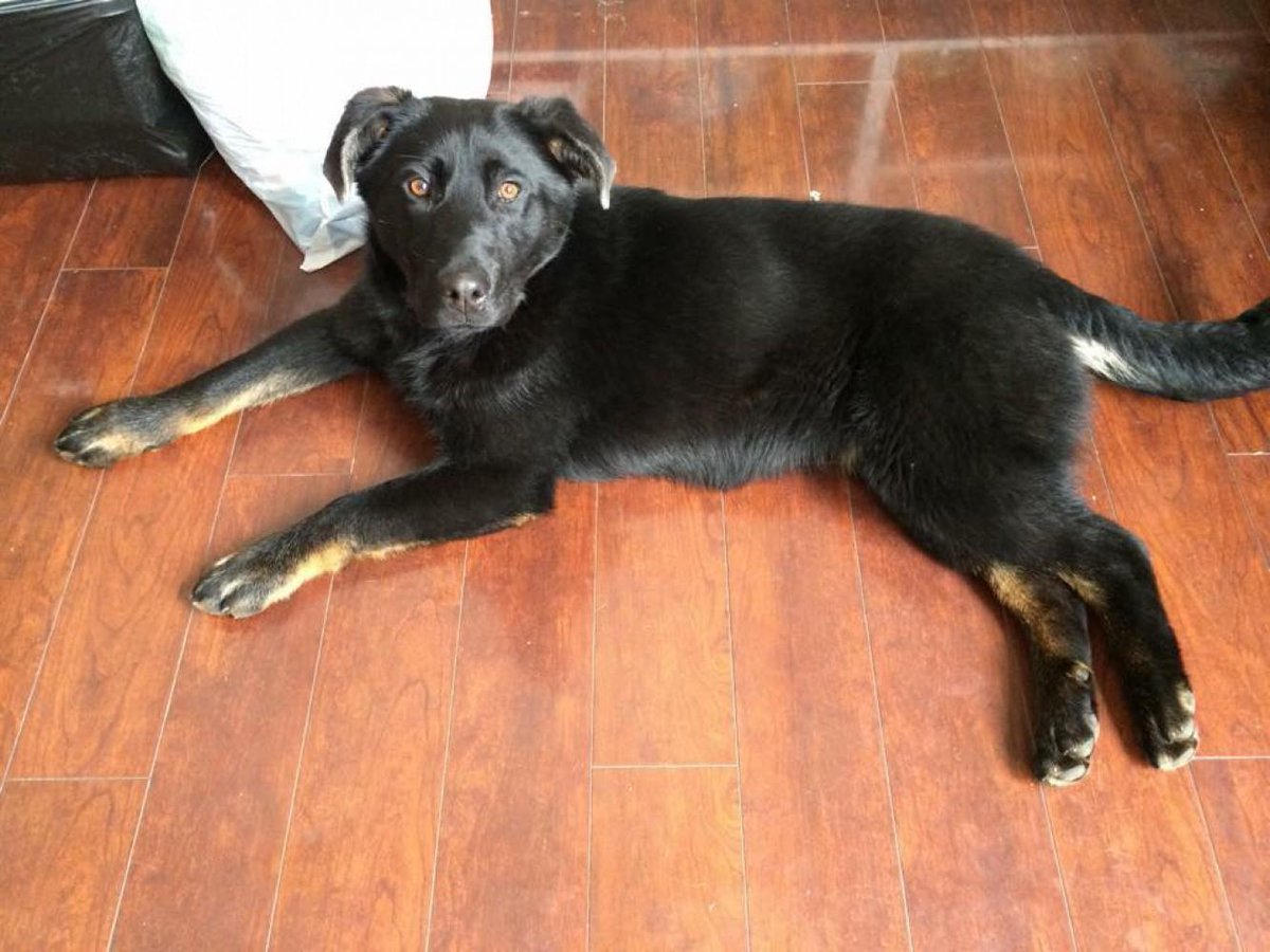 PSDR_SK's tweet photo. Foster - Available:
 http://t.co/A3UG8ljVCn http://t.co/pfD5hhUuai