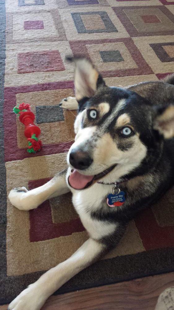 PSDR_SK's tweet photo. Pepper - Adoption Pending:
 http://t.co/hvqfO3bpOJ http://t.co/hdzXrfuB7q