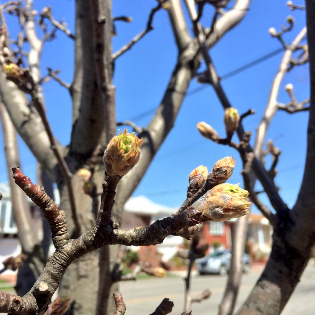 ctmuffinBK's tweet photo. Hooray, Spring is in the air! http://t.co/GhFk1ntgBO