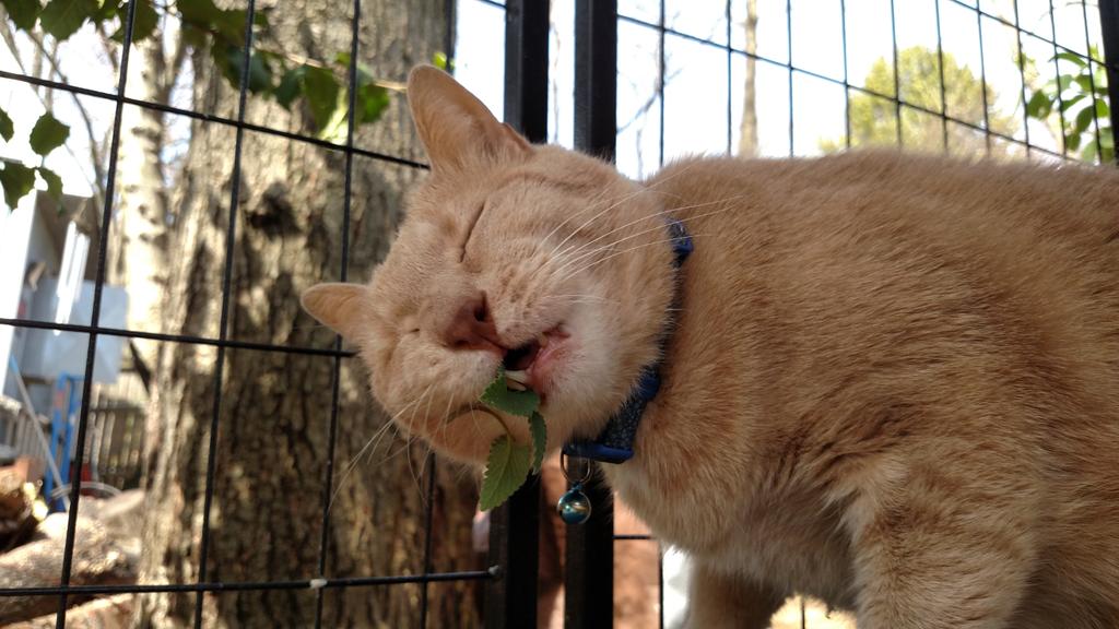 324B21cloned's tweet image. Dave was really into his fresh catnip yesterday #niphead #happycat #catsoftwitter