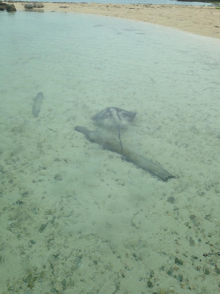 Austin_Reaves95's tweet photo. I would use a go pro at adventures like these and much more @DICKS #muddin #fishin #lake #Stingray #Wheredoyougopro http://t.co/hsnBw9zJSL