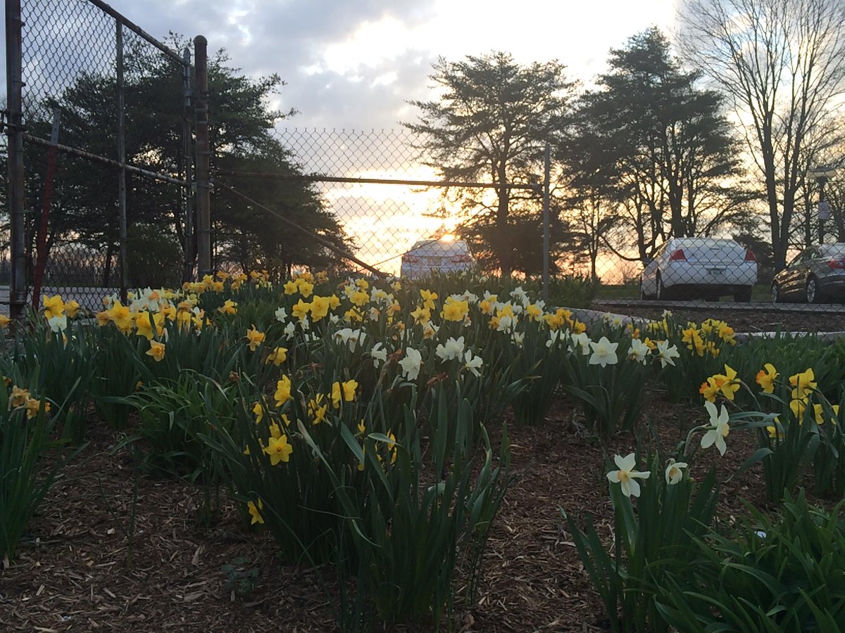 InsideIU's tweet photo. Spotted! Beautiful flowers at @HilltopIU this morning. http://t.co/iuamtui9n2