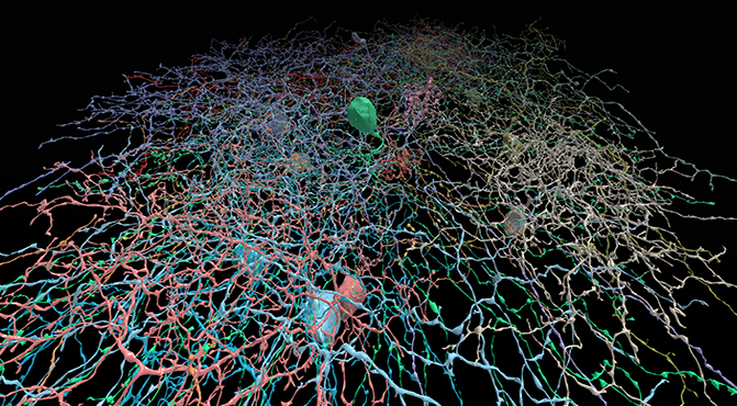 DoctorVirtualis's tweet photo. . @indicated posted our work 2 @oculus #VRShare. Preview #NeuronSafari collabo w @eye_wire
https://t.co/VxlCDyj1YF http://t.co/tRcwCLimdd