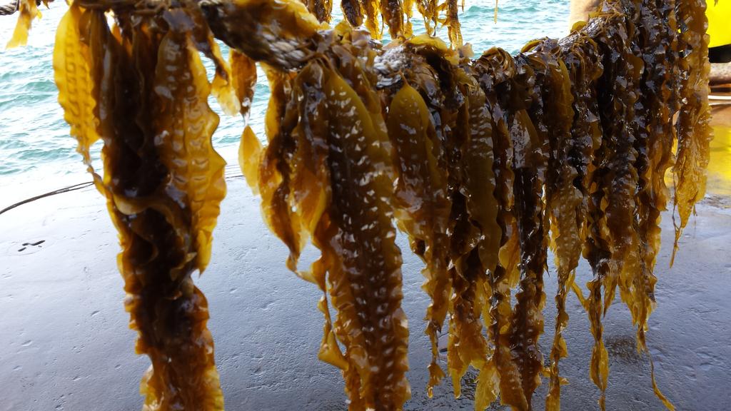 PPLUStweets's tweet photo. RT @noordzeeboer: #zeewier telen op de #Noordzee http://t.co/gemMR7doLj #MVO