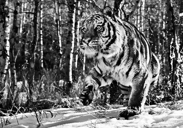Pixel24ru's tweet photo. David Yarrow
#pixel24 #animals #photo http://t.co/QRUFEHikEw