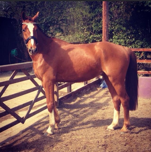 LucrorSH's tweet image. In ❤ ️with Olly, 15.3 2011 KWPN gelding by top stallion Quality Time.