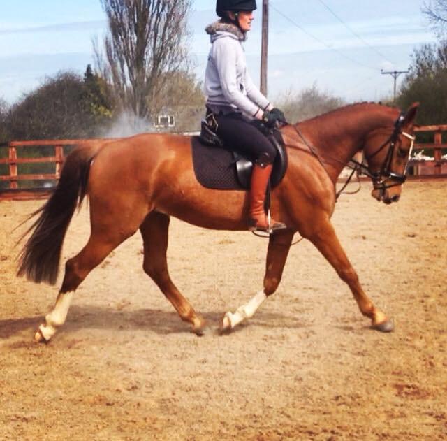 LucrorSH's tweet image. In ❤ ️with Olly, 15.3 2011 KWPN gelding by top stallion Quality Time.