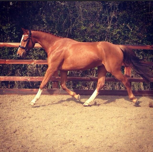 LucrorSH's tweet image. In ❤ ️with Olly, 15.3 2011 KWPN gelding by top stallion Quality Time.