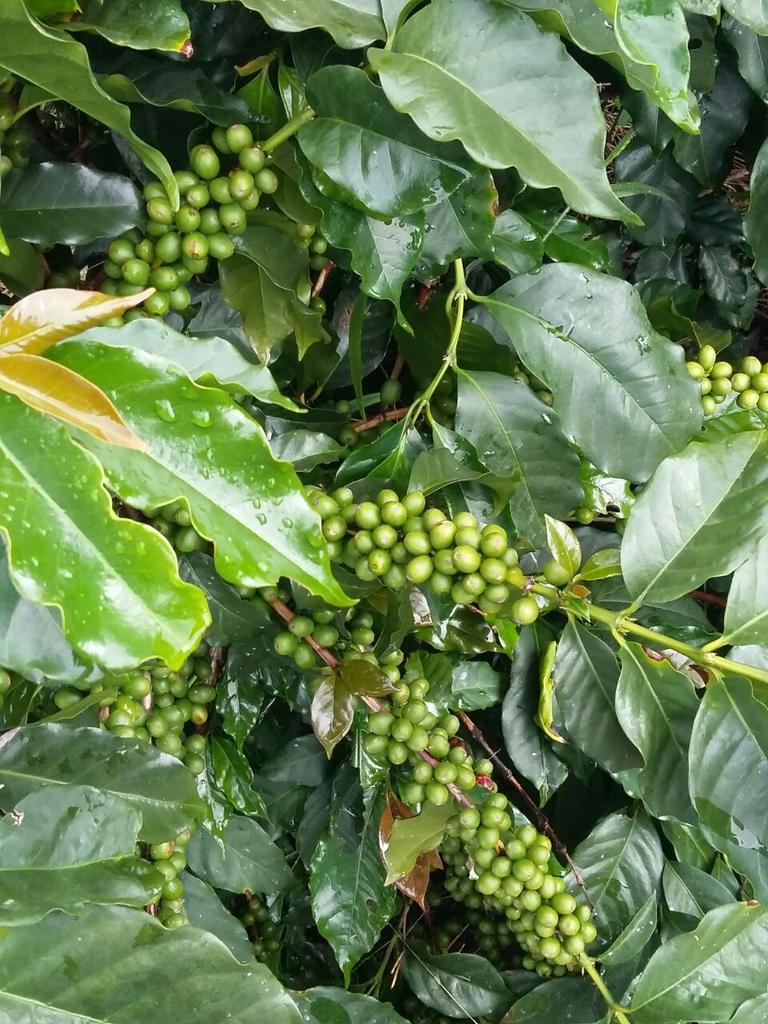 Antis Coffee tweet media