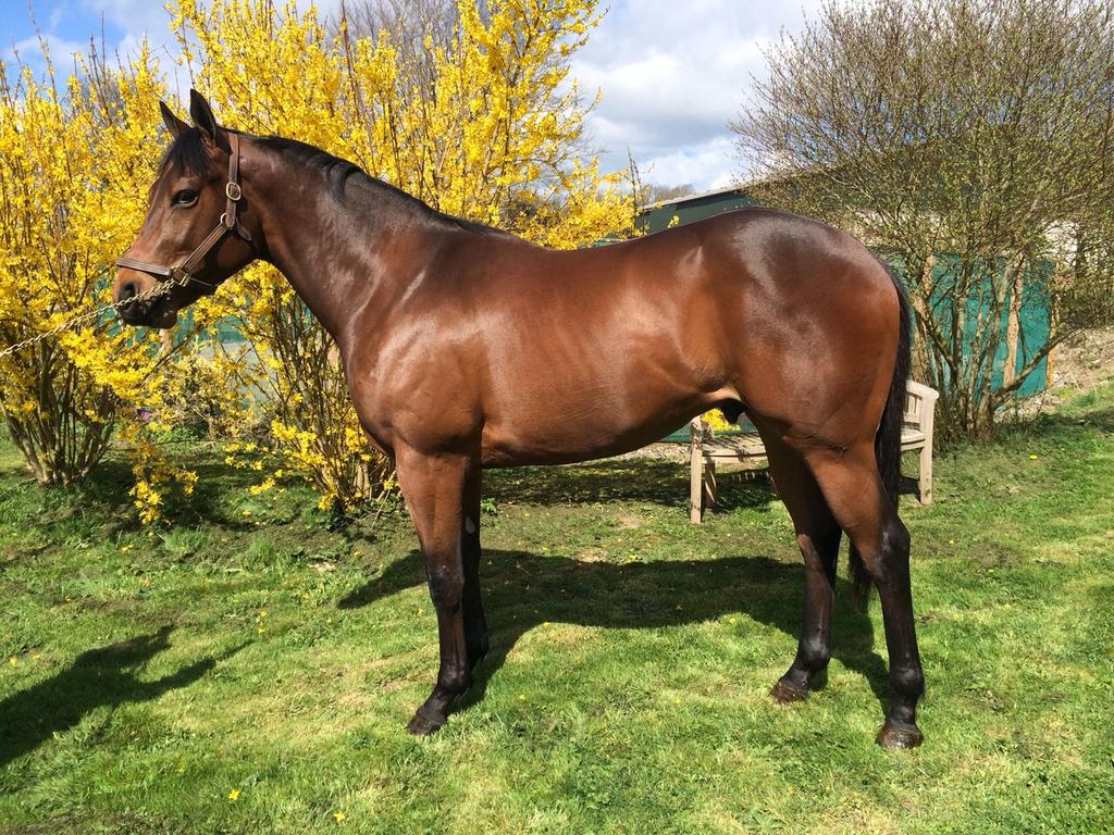 TBloodstock's tweet photo. Come take a look at Lot 59 Fastnet Rock colt @Tattersalls1766 breezes tommorow morning #exitingprospect #fabpedgiree http://t.co/sVM2qGLP9k
