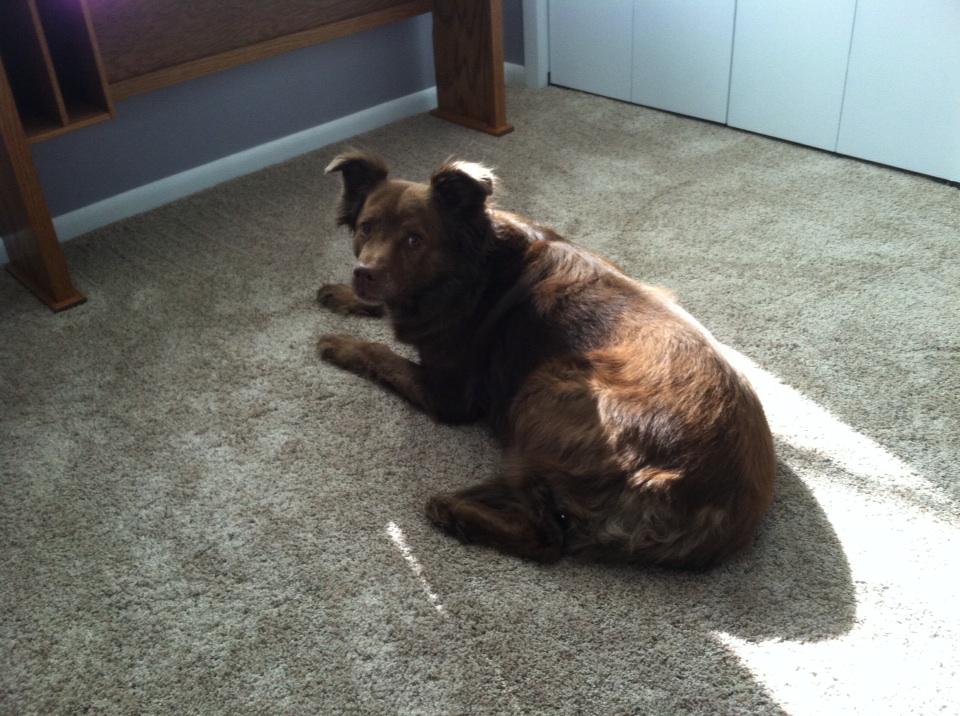 JonWerger's tweet photo. My Well-Being buddy, lives to walk! http://t.co/m90kIjpwSh
