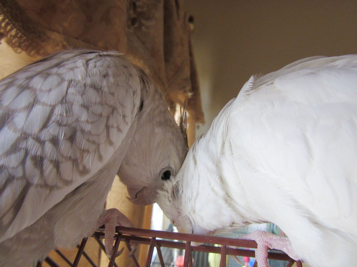 Cockatiel5's tweet photo. ELiza's LuLu and Scuttle <3

#cockatiellovers #pet #love #fun http://t.co/OYzR45aB7n