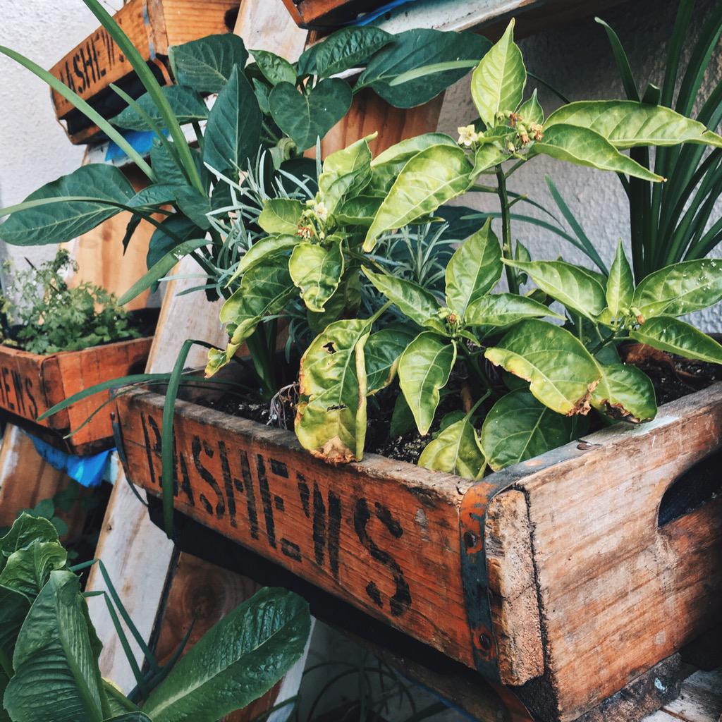 Bashew's Soft Drinks (@bashewssa) on Twitter photo 