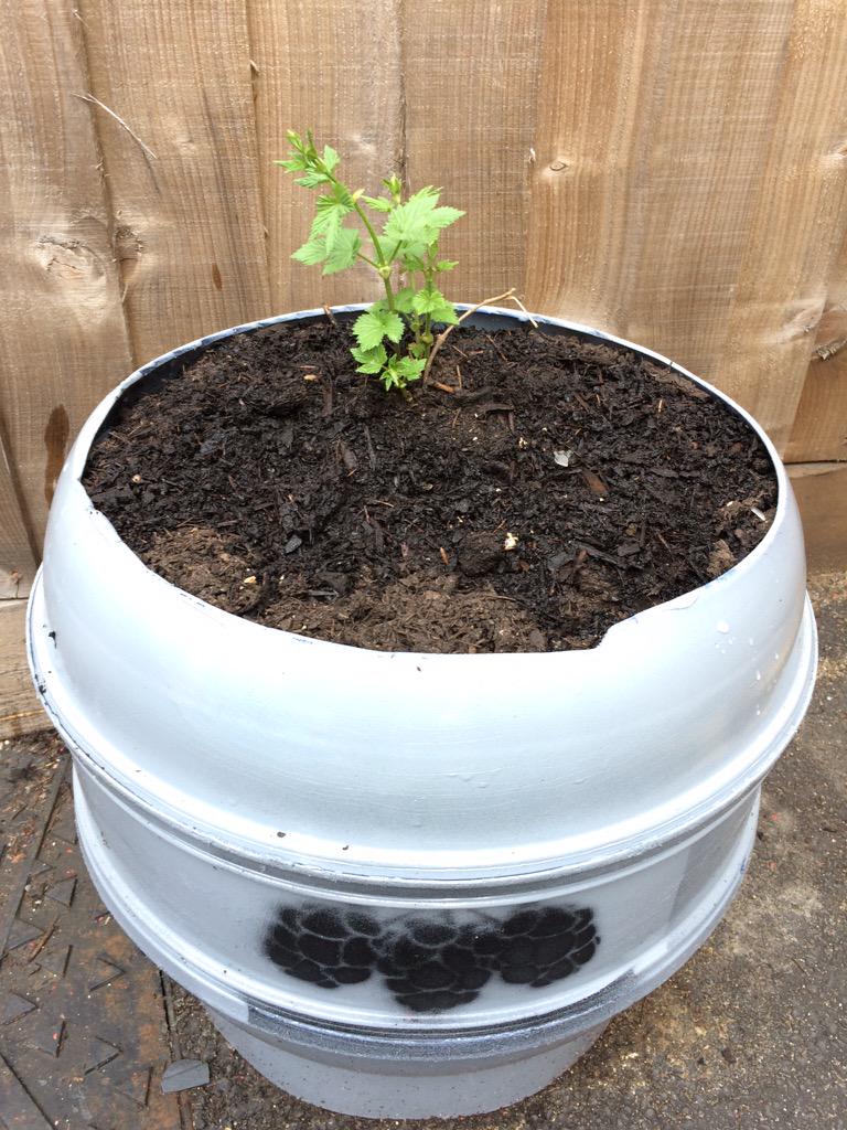 Thelansdownepub's tweet image. Our little hop plant is growing! Here's to local hops in a local brew in the autumn 🌿👏🍻 @CFHops @pipesbeer