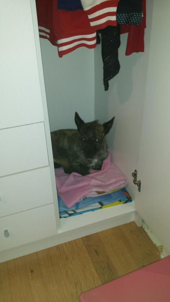 PINKMURRON's tweet photo. Our little  axel when he was a pup. About  6 year ago now http://t.co/6dAO4VrrcA