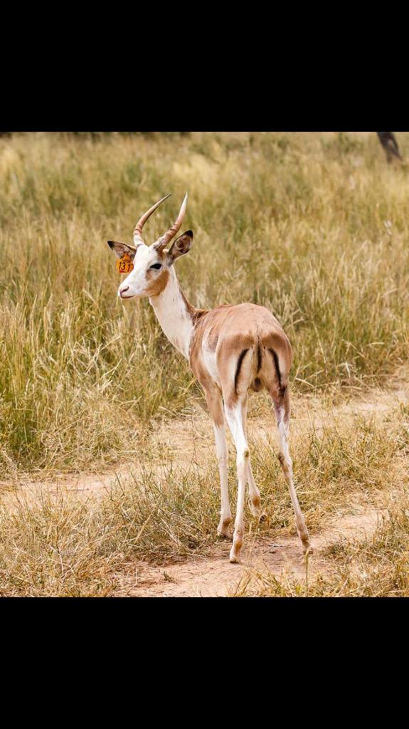 AdrianStorm1's tweet photo. Our new White Flanked Impala ready for his first breeding season https://t.co/zYoGpIQAo2 #shonagamebreeders http://t.co/AW2feJJlzQ