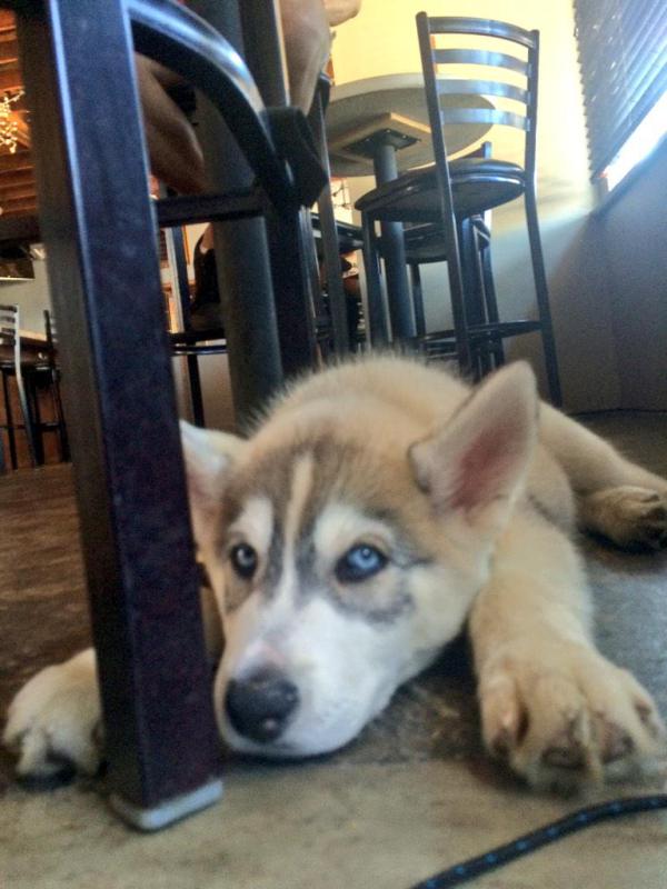 MVRSanDiego's tweet photo. @awpollo Traveling to San Diego with your Dog 🐶🐾🌴 http://t.co/l4d61x3J7E Thank you! http://t.co/etv2khIHb6